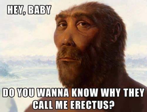 erectus