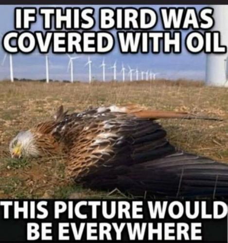 IF THIS BIRD   GAB