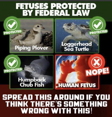 fetus protected