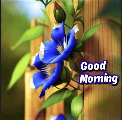 040323 - GM budding blue flowers