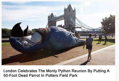 parrot