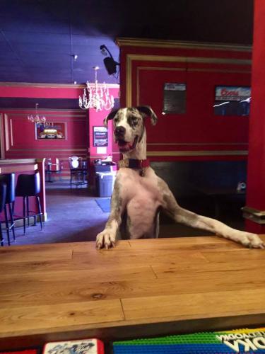 Great Dane - Walked into a bar...