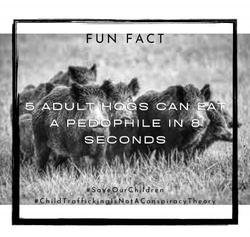 FUN FACTS  TS