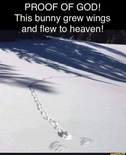 bunny