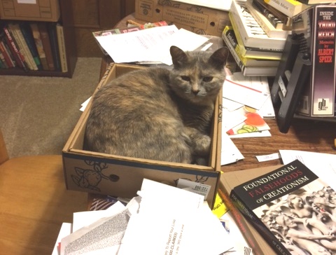 graycat