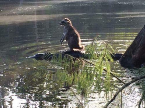 raccoon-alligator