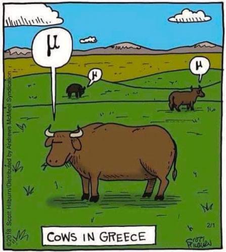 cows
