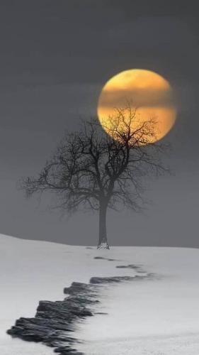 Moon - Full - Behind tree in snow