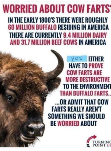 Cow Farts