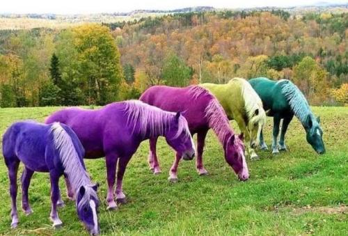 horses1