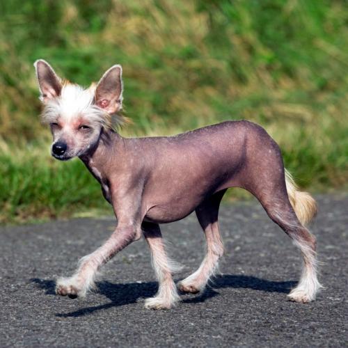 gaydog