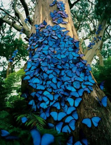 Butterflies -- Blue Butterflies in Amazon Rainforest Brazil