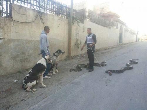 snakes