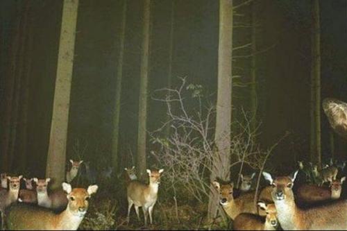 deer