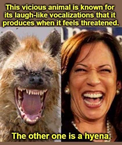 USA hyena