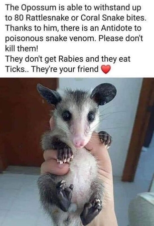 Opossum