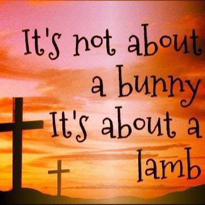 Not bunny, Lamb