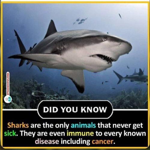 Shark, Cancer -- Did You Know