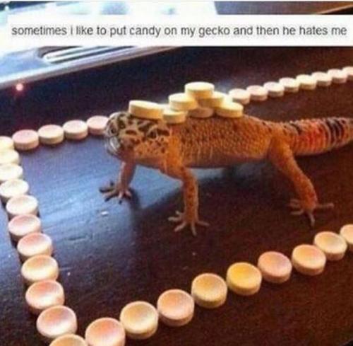 gecko