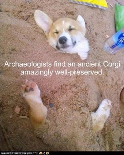 corgi