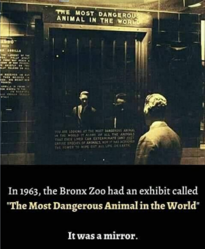 B most dangerous animal