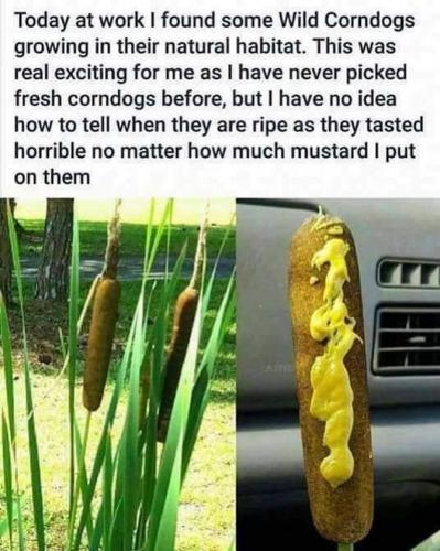 wild corndogs