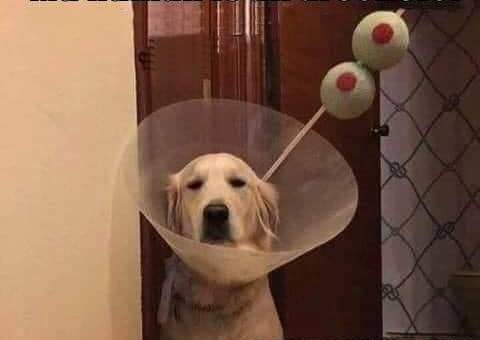 dog-003