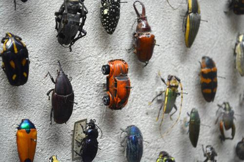 beetle