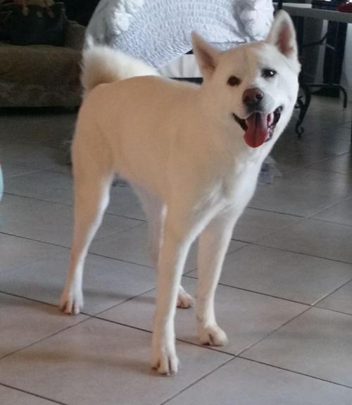 Alexa happy happy dog