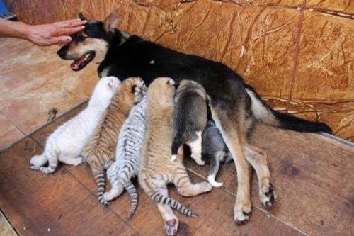 dogmother