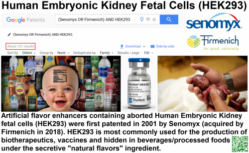 Human Embryonic Kidney Fetal Cells (HEK293)