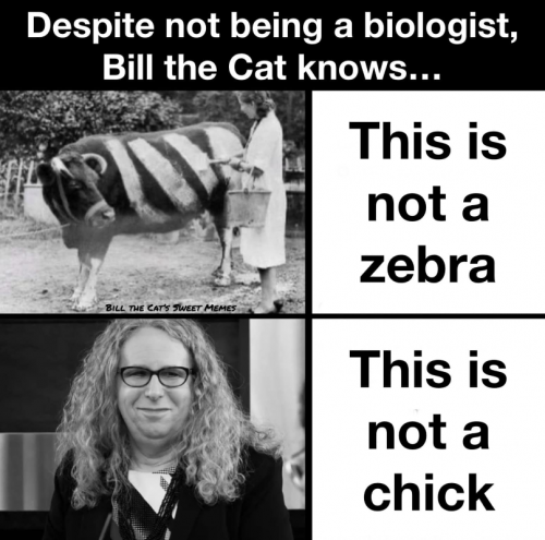 M Bill the cat
