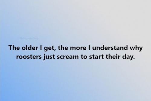 roosters