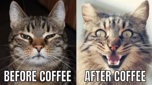 Coffee Cat