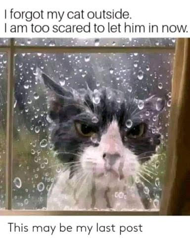 Cat -- Wet Pussy Angry