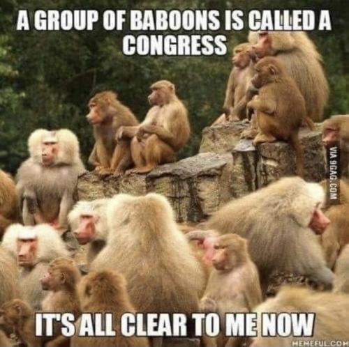 RO baboons congress