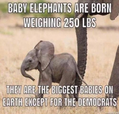 RO Babies