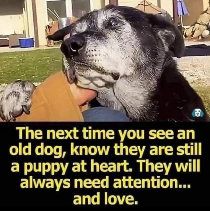 OLD DOG  TS
