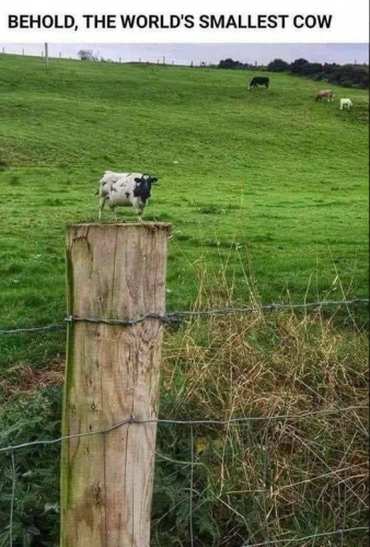 Worlds Smallest Cow