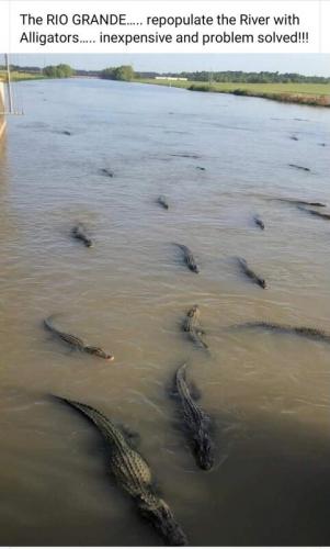 Gators