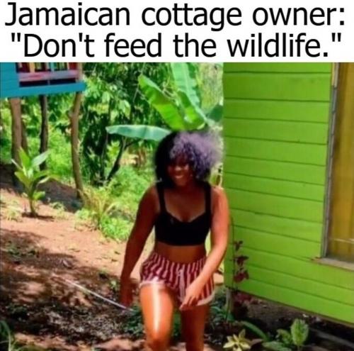Don't feed the wildlife