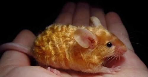 Mouse -- Golden Wavy Mouse