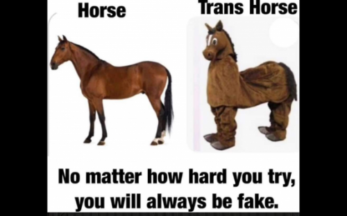 TRANS HORSE   GAB