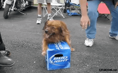 dog