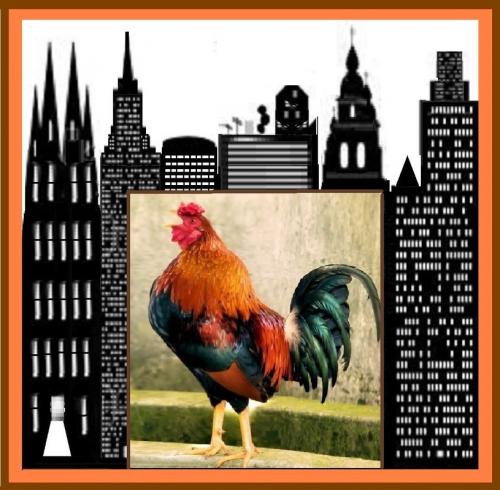 Ken Kassner City Rooster (Logo) [Large]