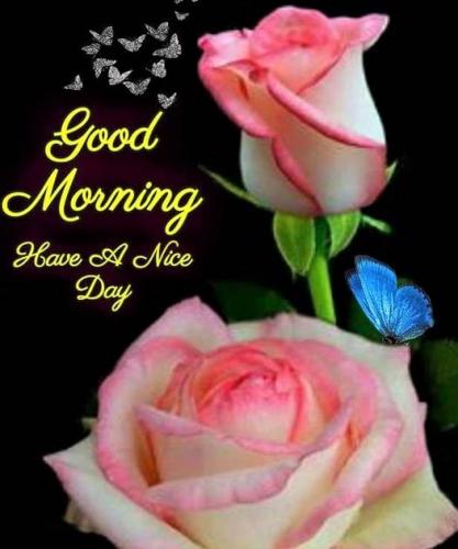 050123 - GM Pink roses