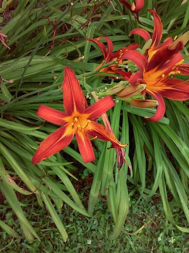 Tiger lily