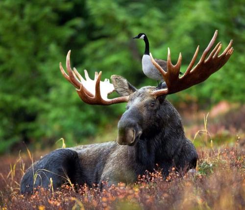 Animal - Moose - Goose on a moose
