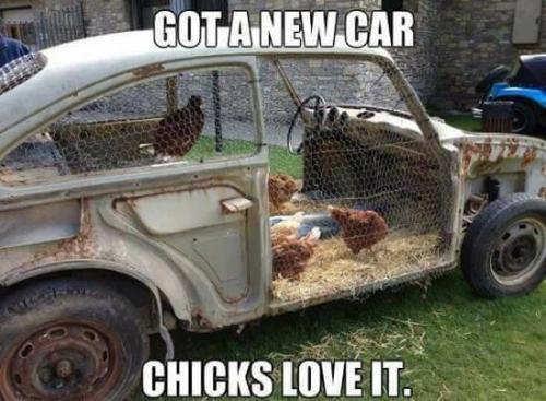 Chickens - In car
