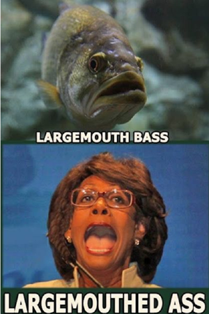 Bass